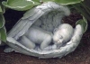Sleeping Baby in Angel Wings Statue
